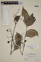 Calyptranthes multiflora image
