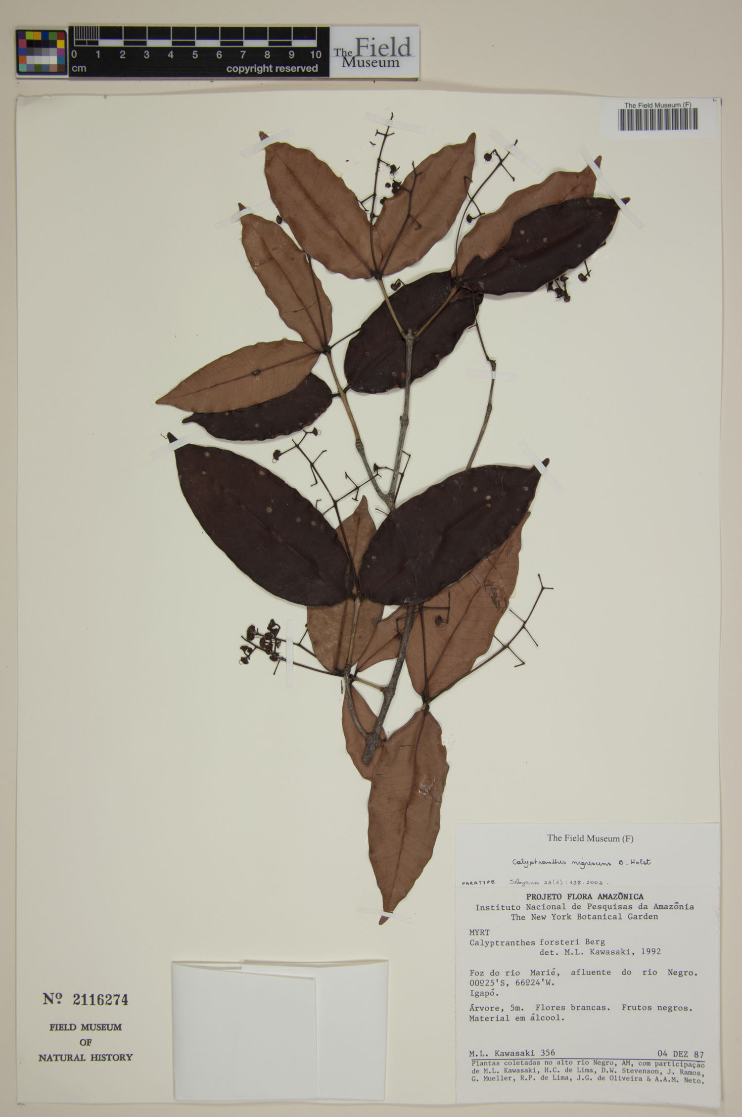 Calyptranthes nigrescens image