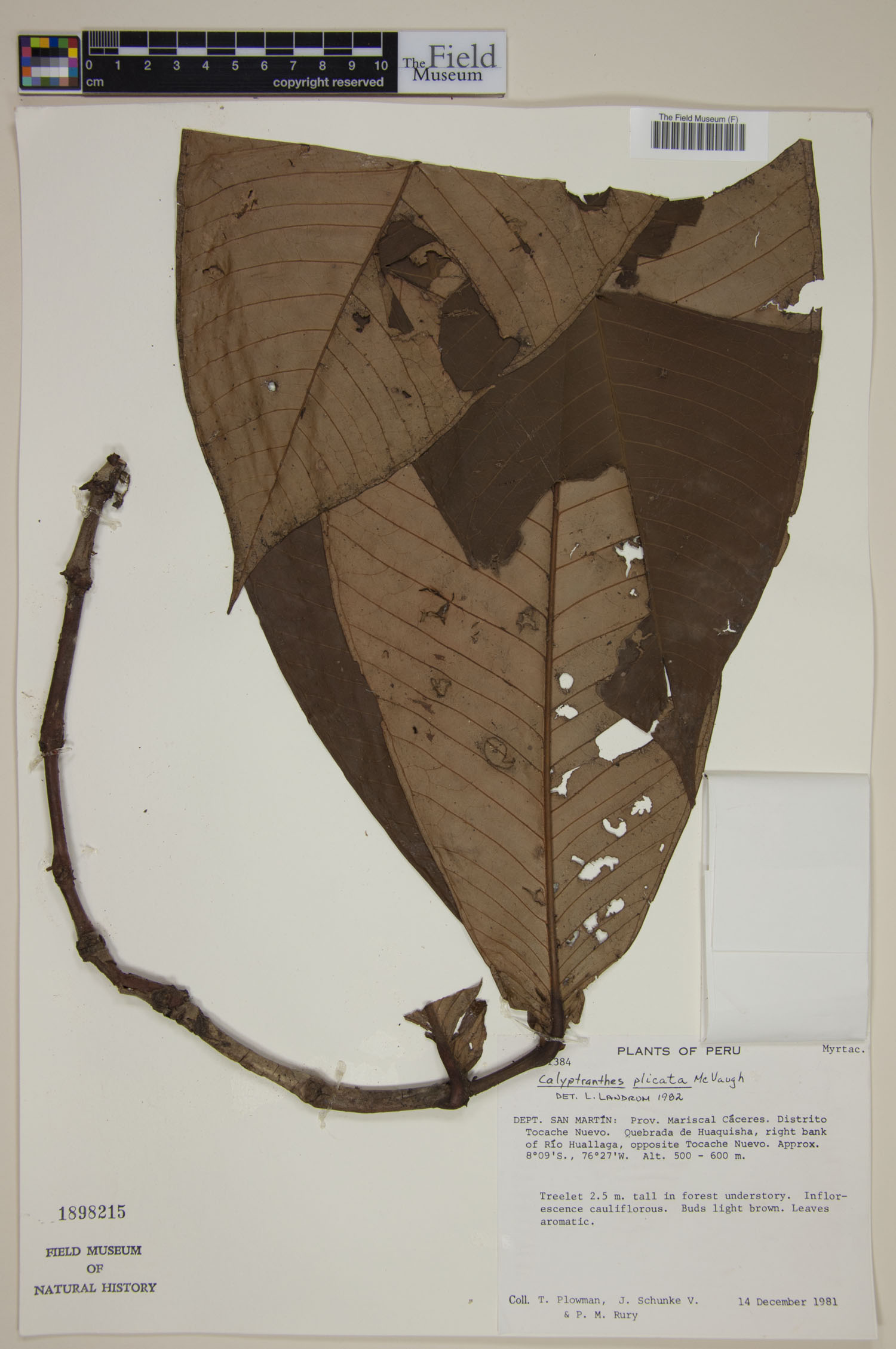 Calyptranthes plicata image