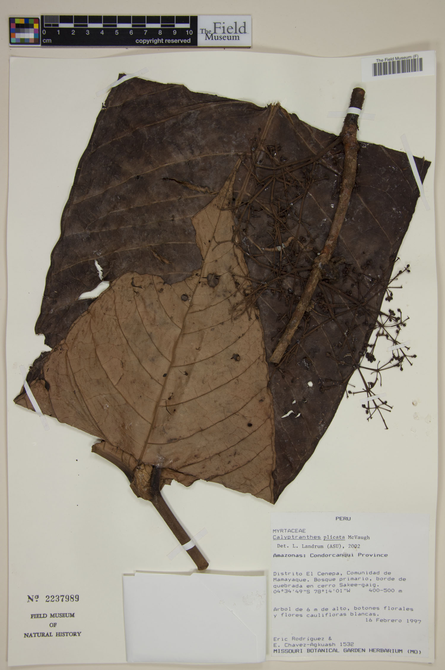 Calyptranthes plicata image