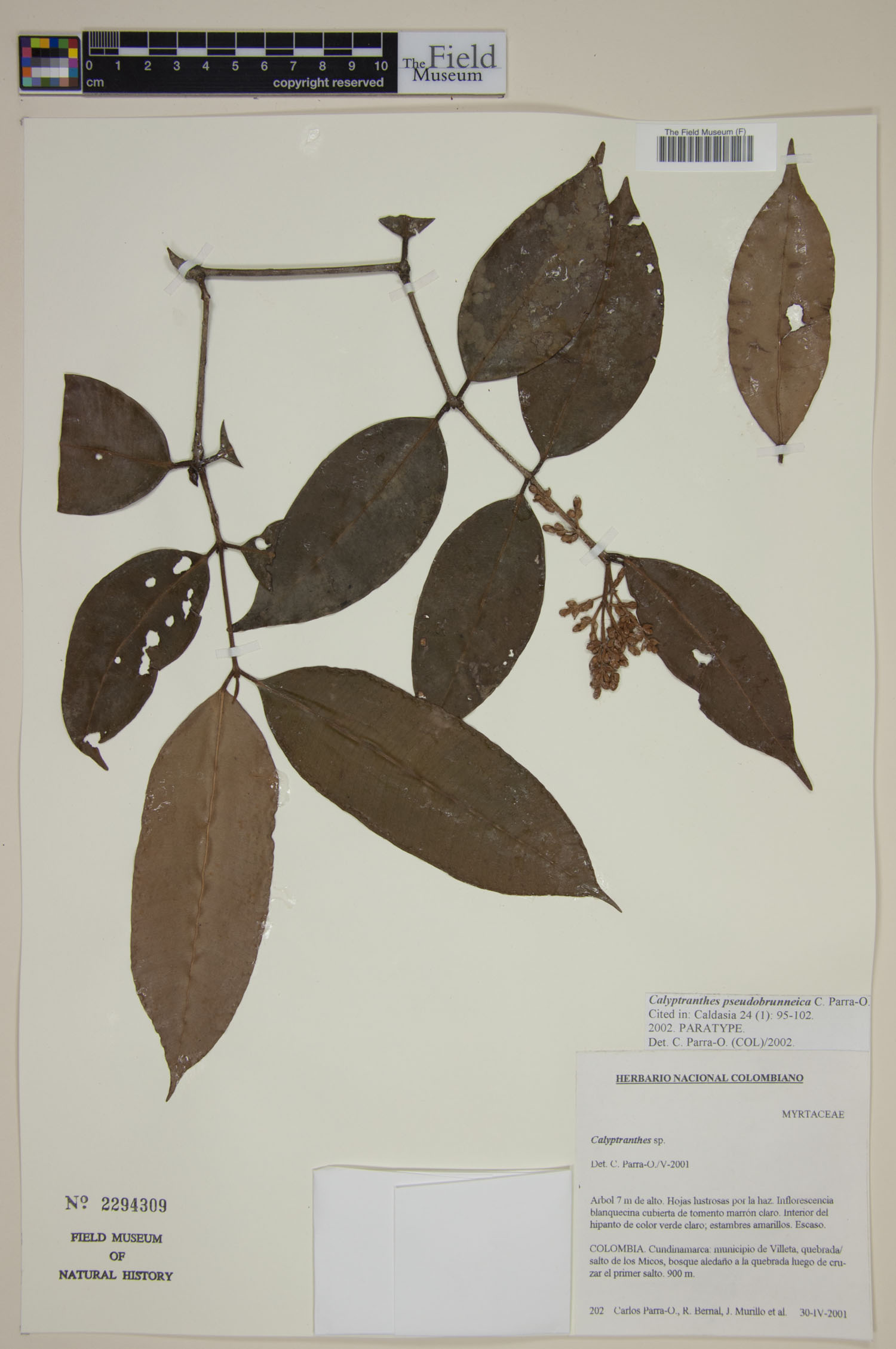 Calyptranthes pseudobrunneica image