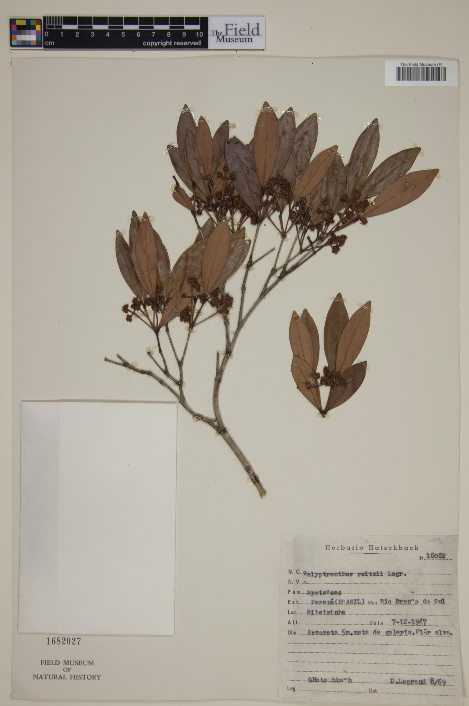 Calyptranthes reitziana image