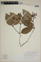 Calyptranthes restingae image