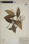 Calyptranthes simulata image