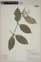 Calyptranthes simulata image