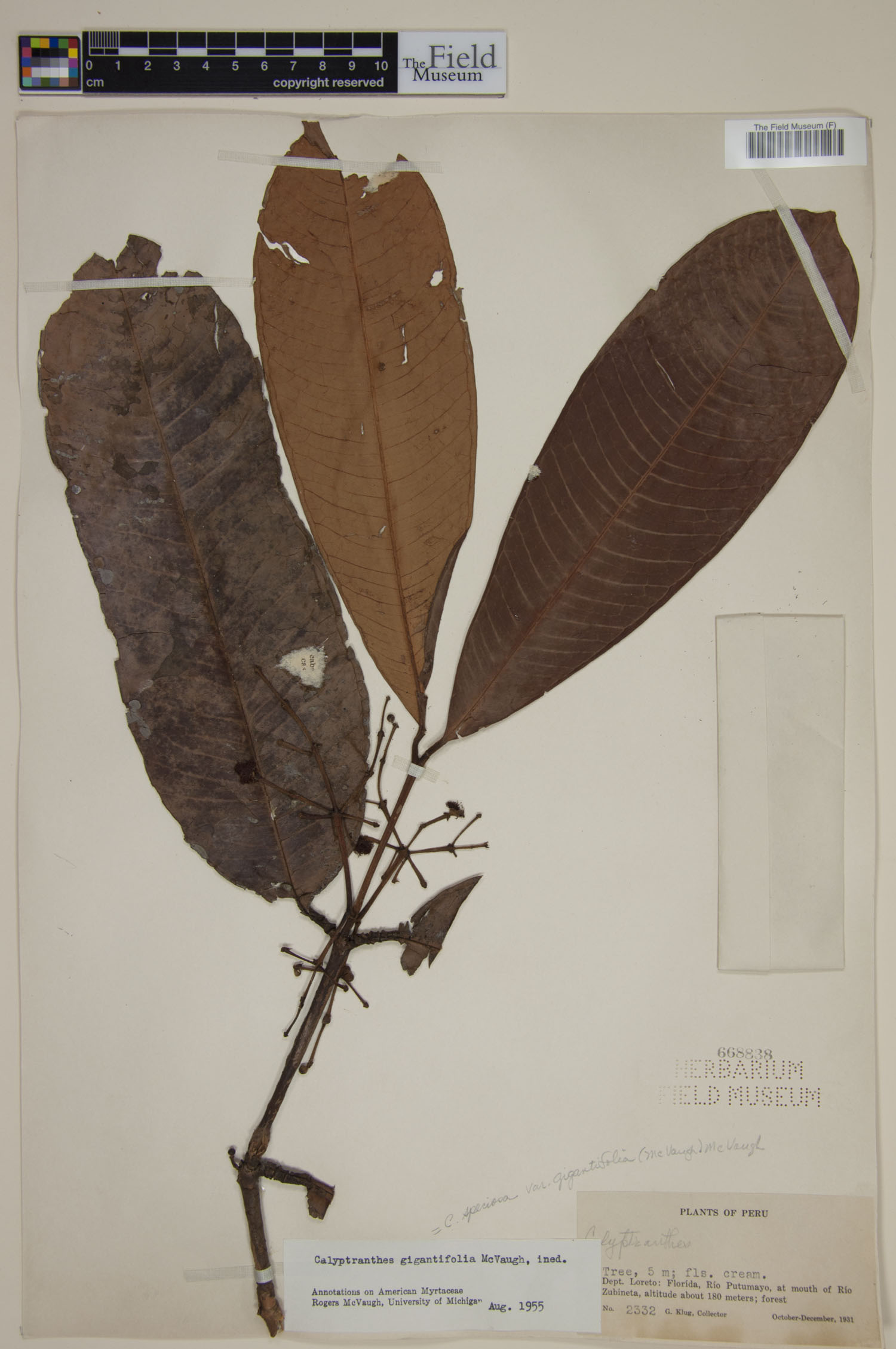 Calyptranthes speciosa var. gigantifolia image