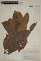 Calyptranthes speciosa image