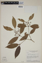 Calyptranthes widgreniana image