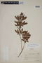 Campomanesia adamantium image