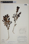 Campomanesia adamantium image