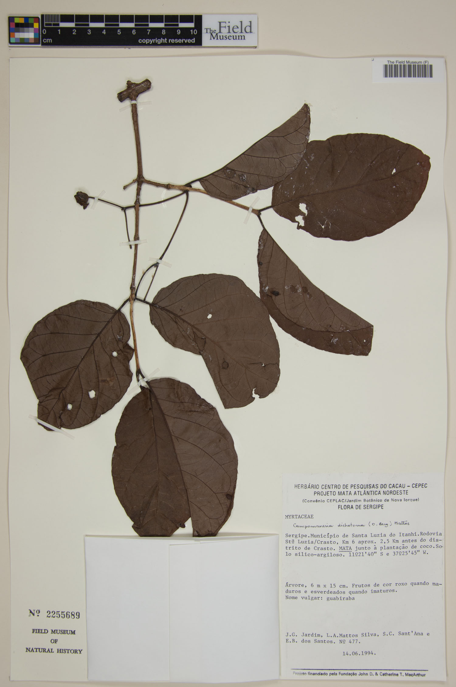 Campomanesia dichotoma image