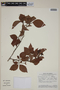 Campomanesia grandiflora image
