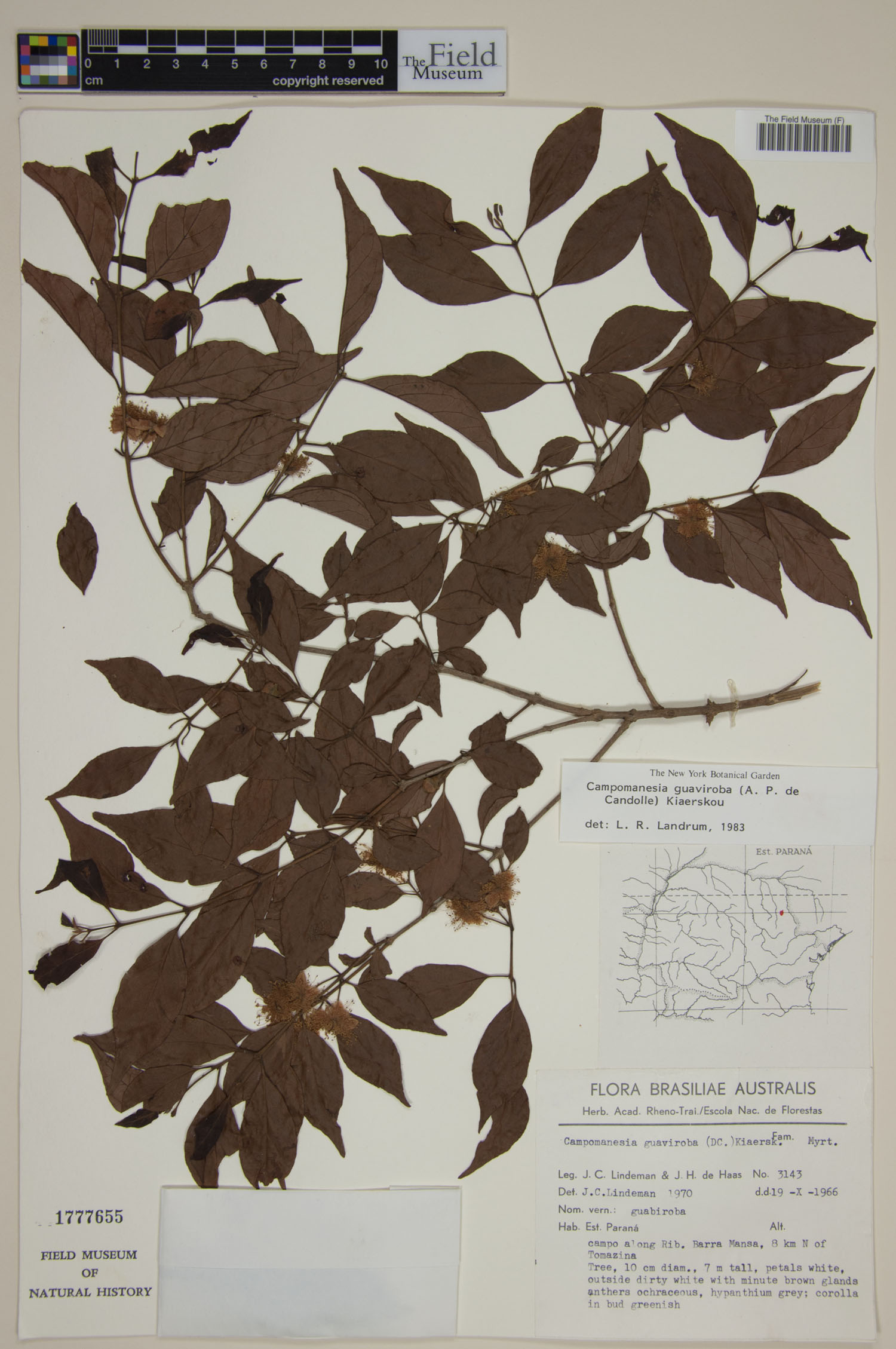Campomanesia guaviroba image