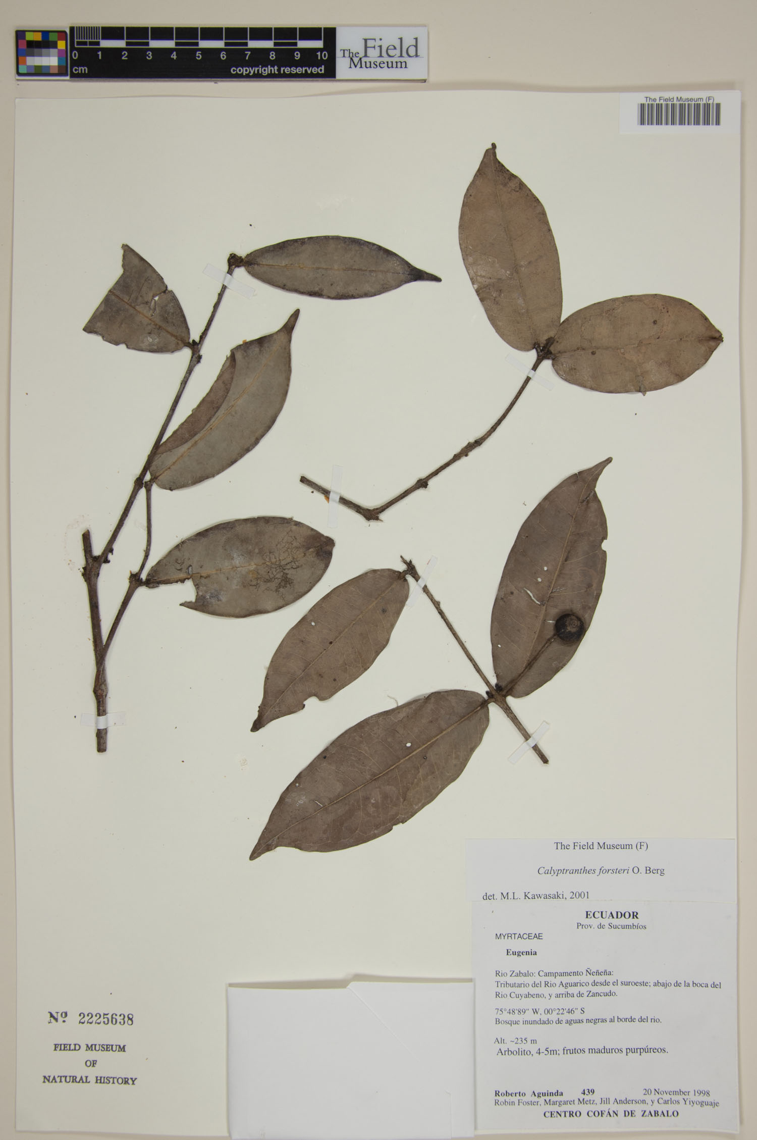 Calyptranthes forsteri image