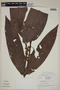 Calyptranthes nervata image