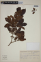 Campomanesia pubescens image