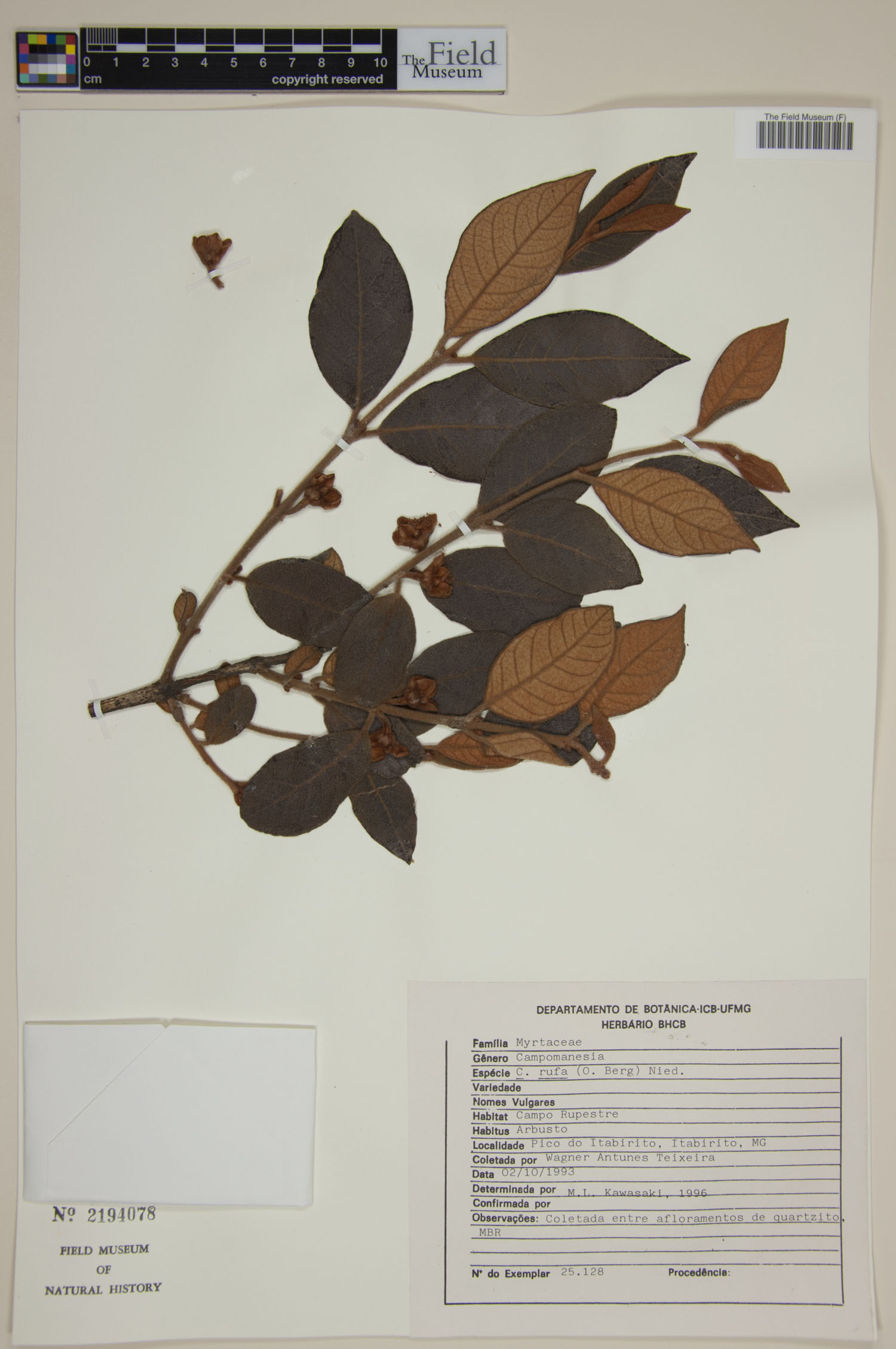 Campomanesia rufa image