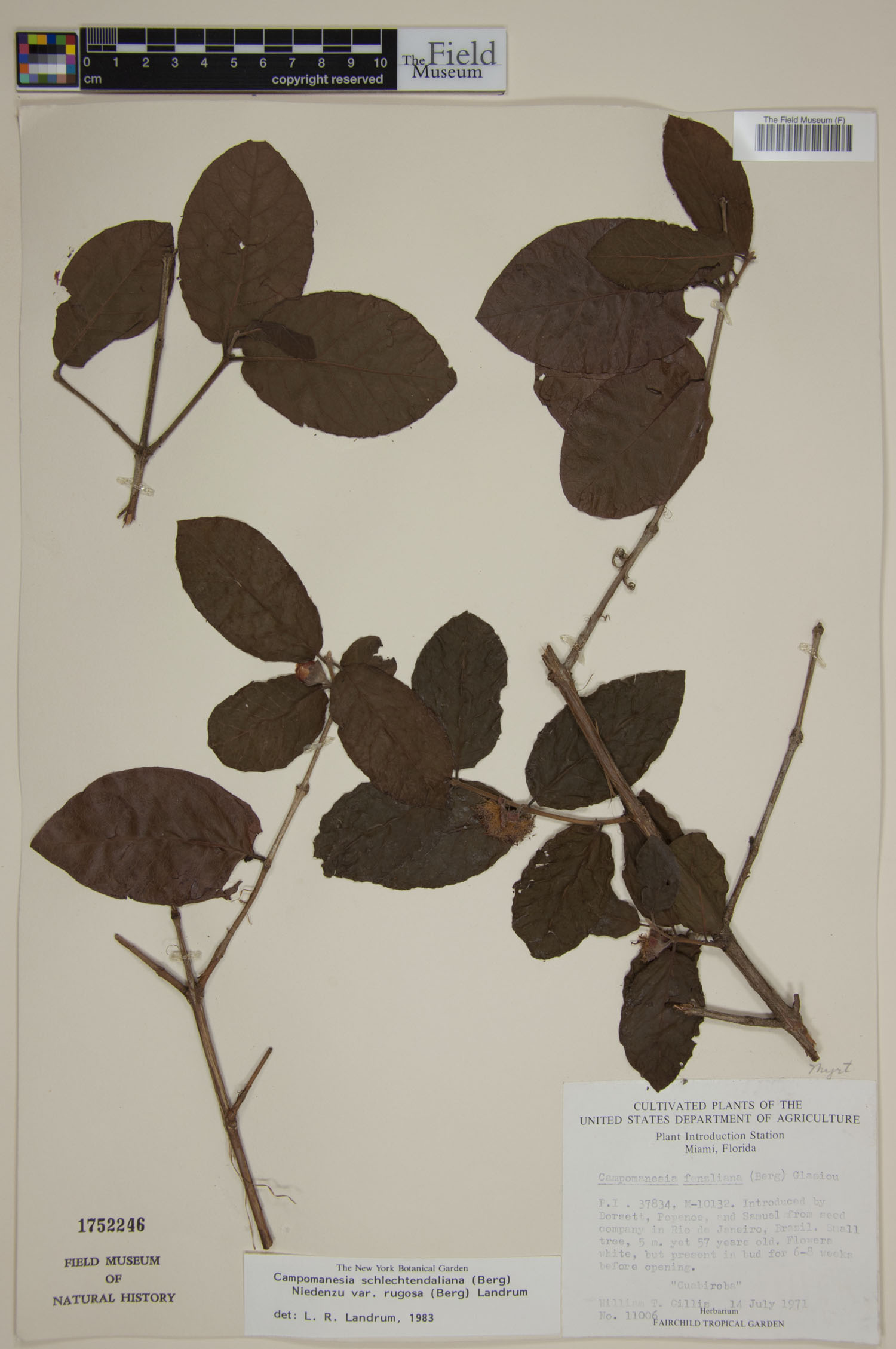 Campomanesia schlechtendaliana var. rugosa image
