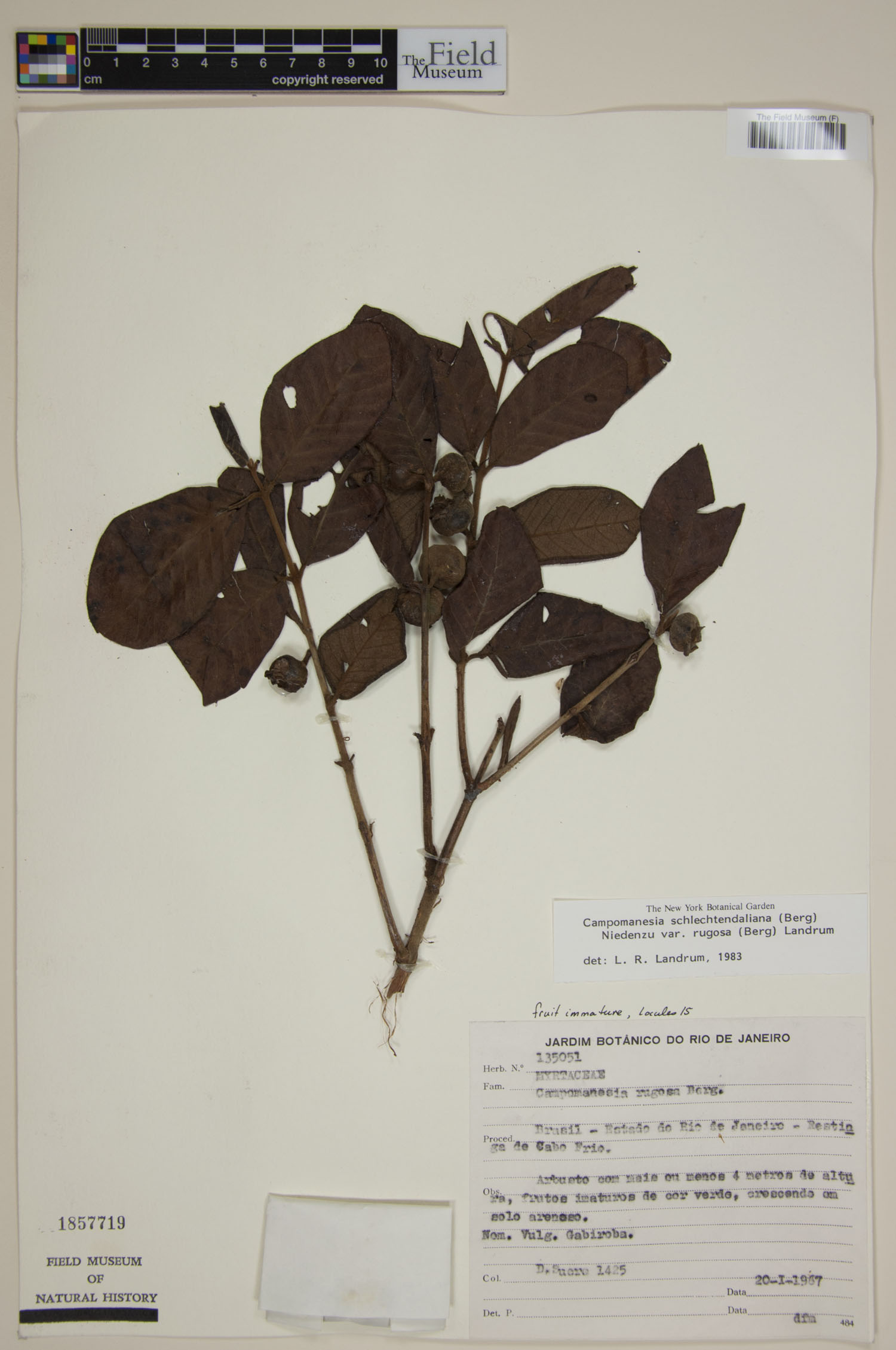 Campomanesia schlechtendaliana var. rugosa image