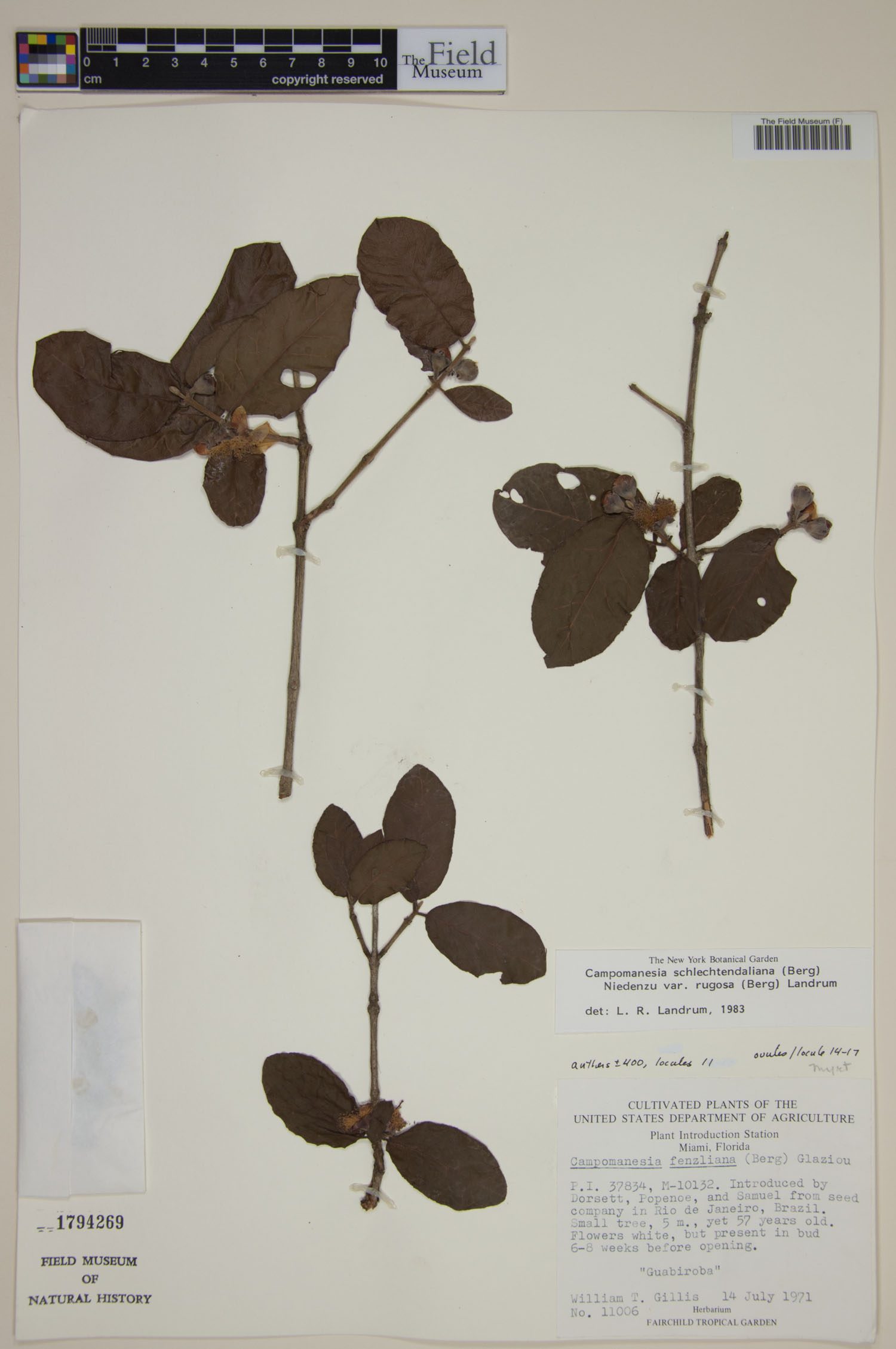 Campomanesia schlechtendaliana image