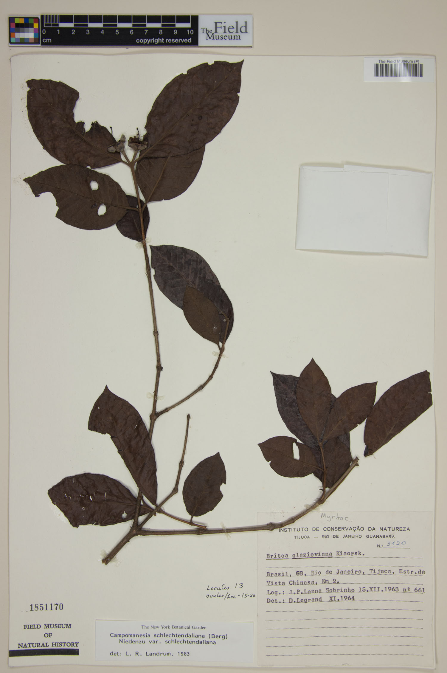Campomanesia schlechtendaliana var. schlechtendaliana image