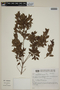 Campomanesia xanthocarpa image
