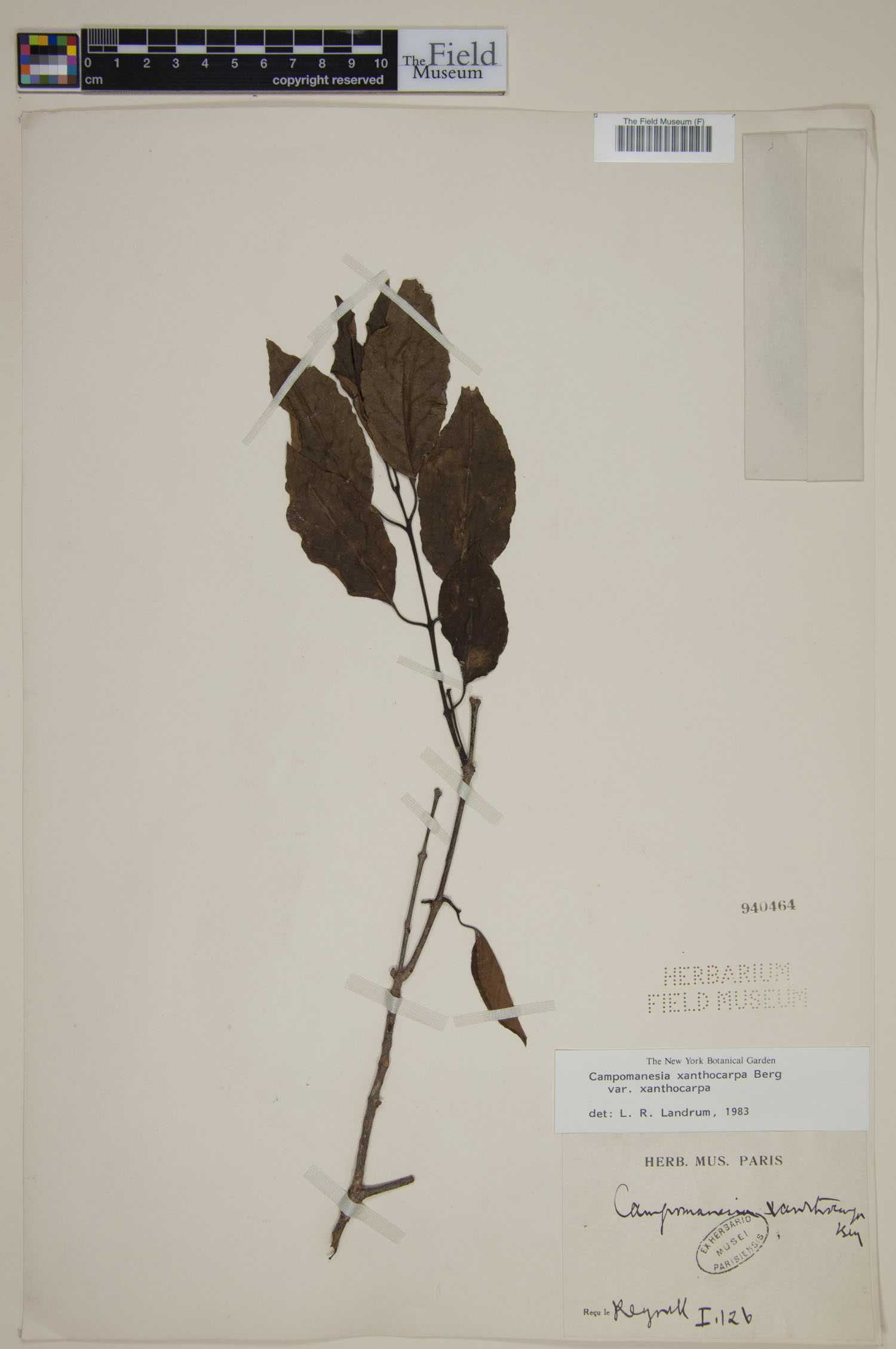 Campomanesia xanthocarpa var. xanthocarpa image