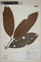 Calyptranthes glandulosa image