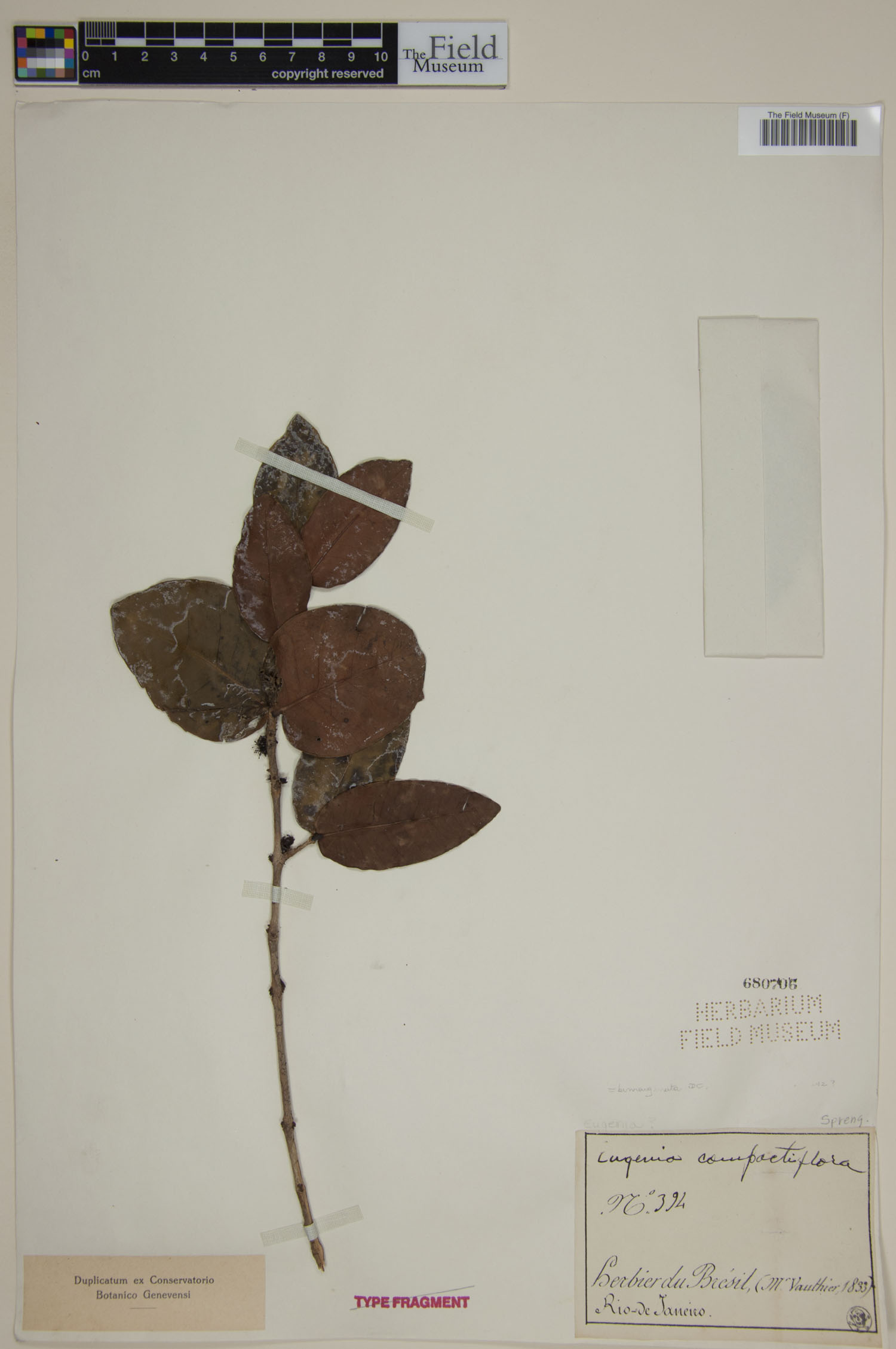Eugenia bimarginata image