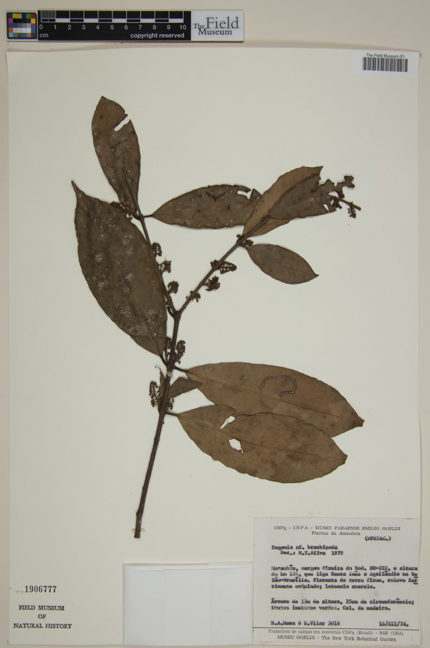 Eugenia ramiflora image