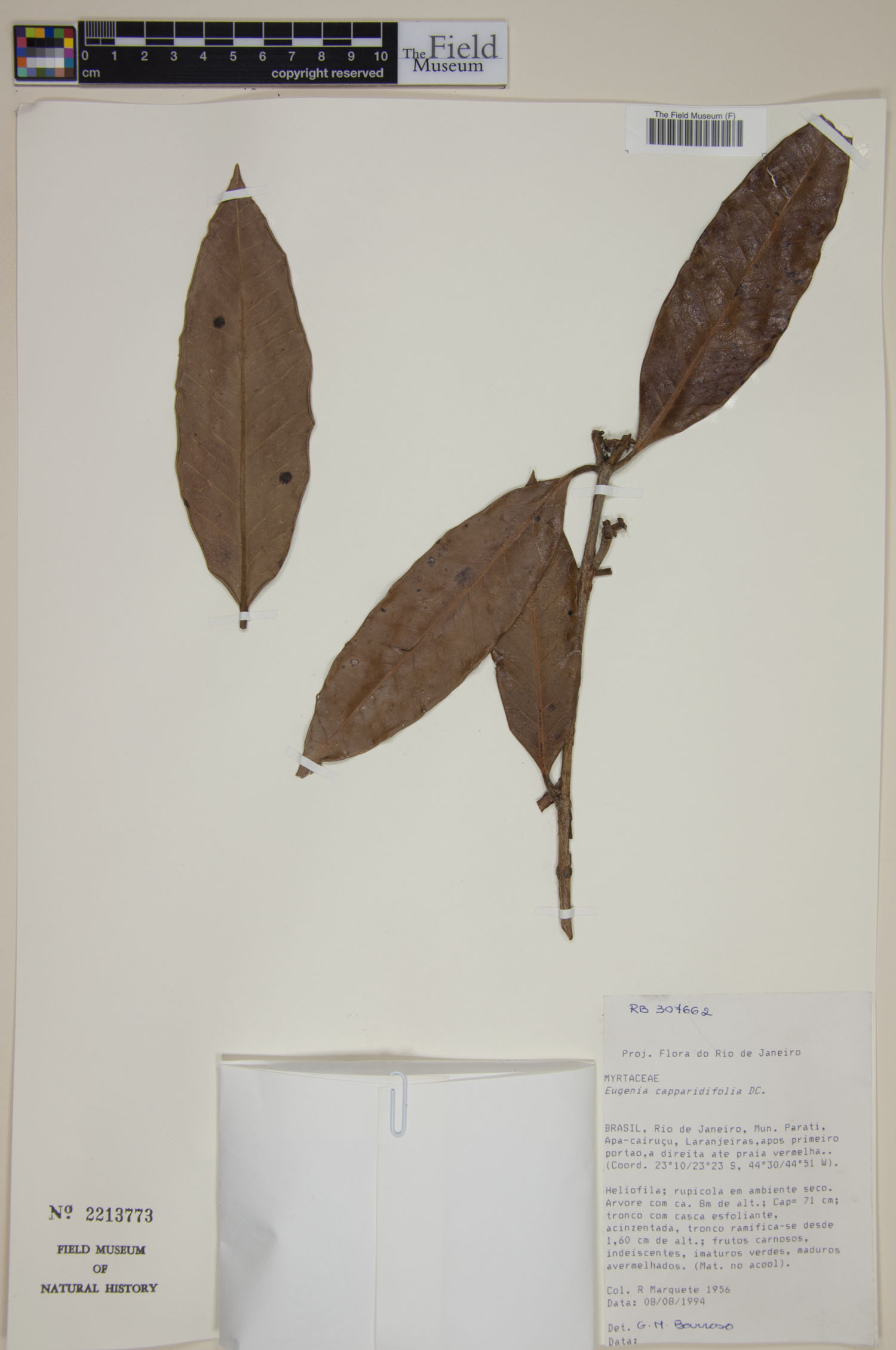 Eugenia capparidifolia image