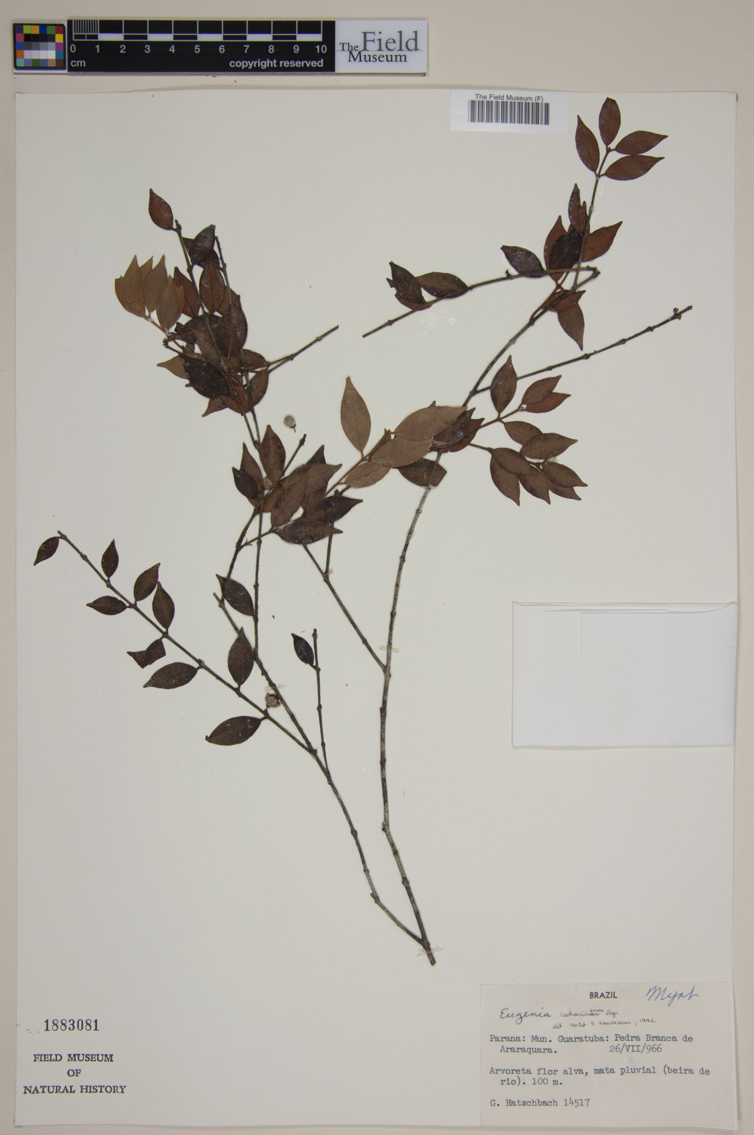 Eugenia catharinensis image