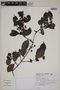 Eugenia cerasiflora image