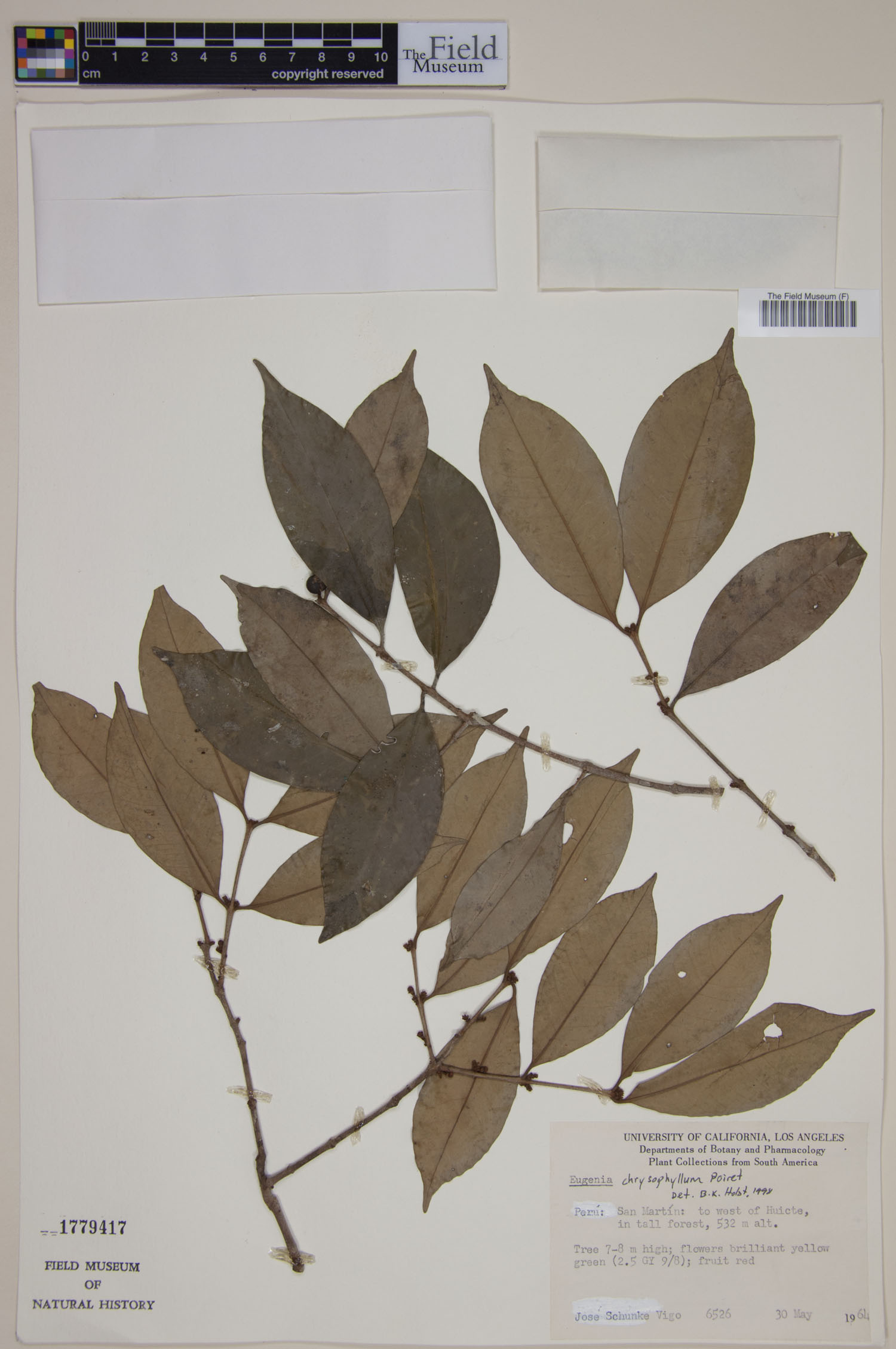 Eugenia chrysophyllum image