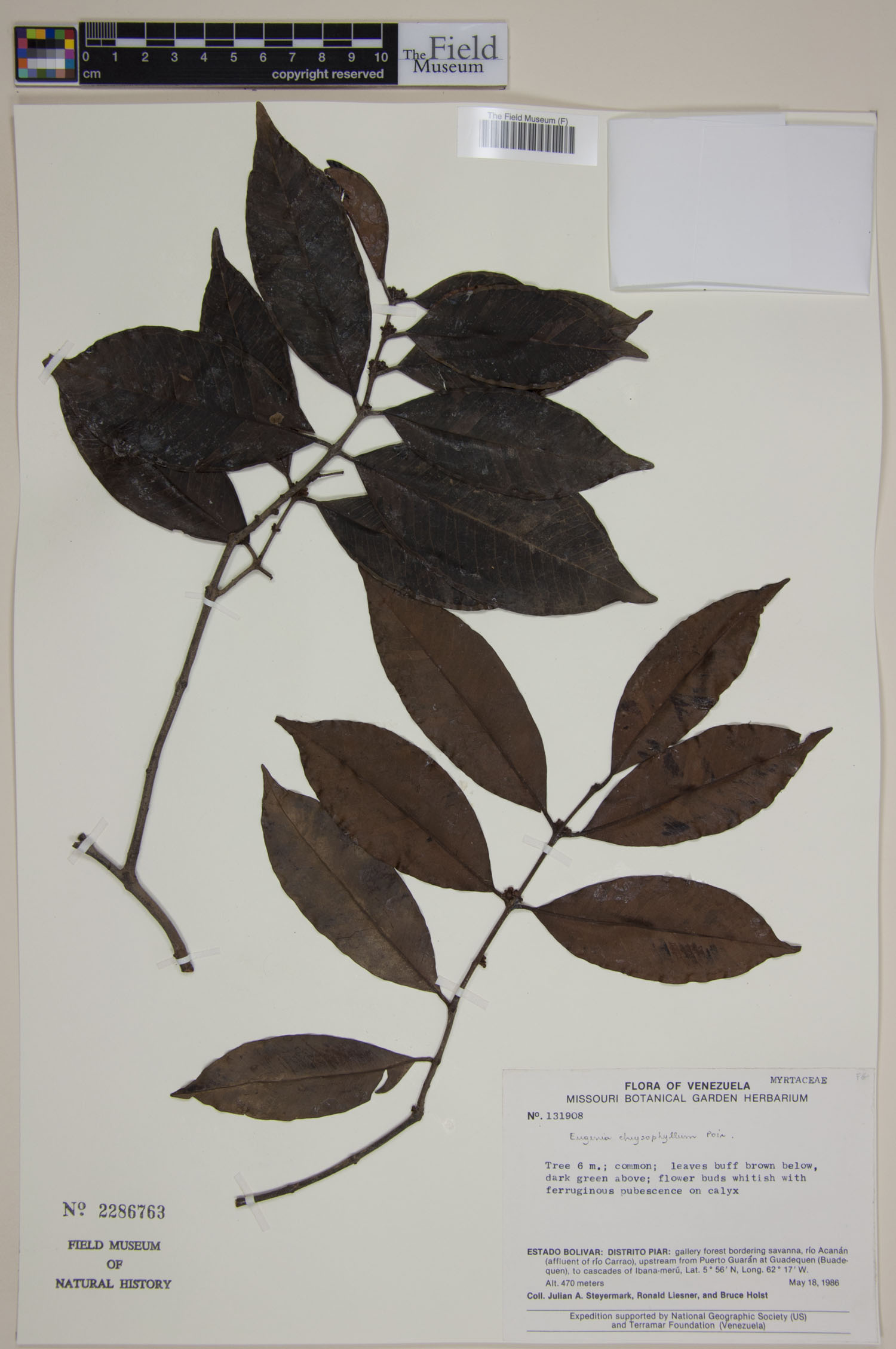 Eugenia chrysophyllum image