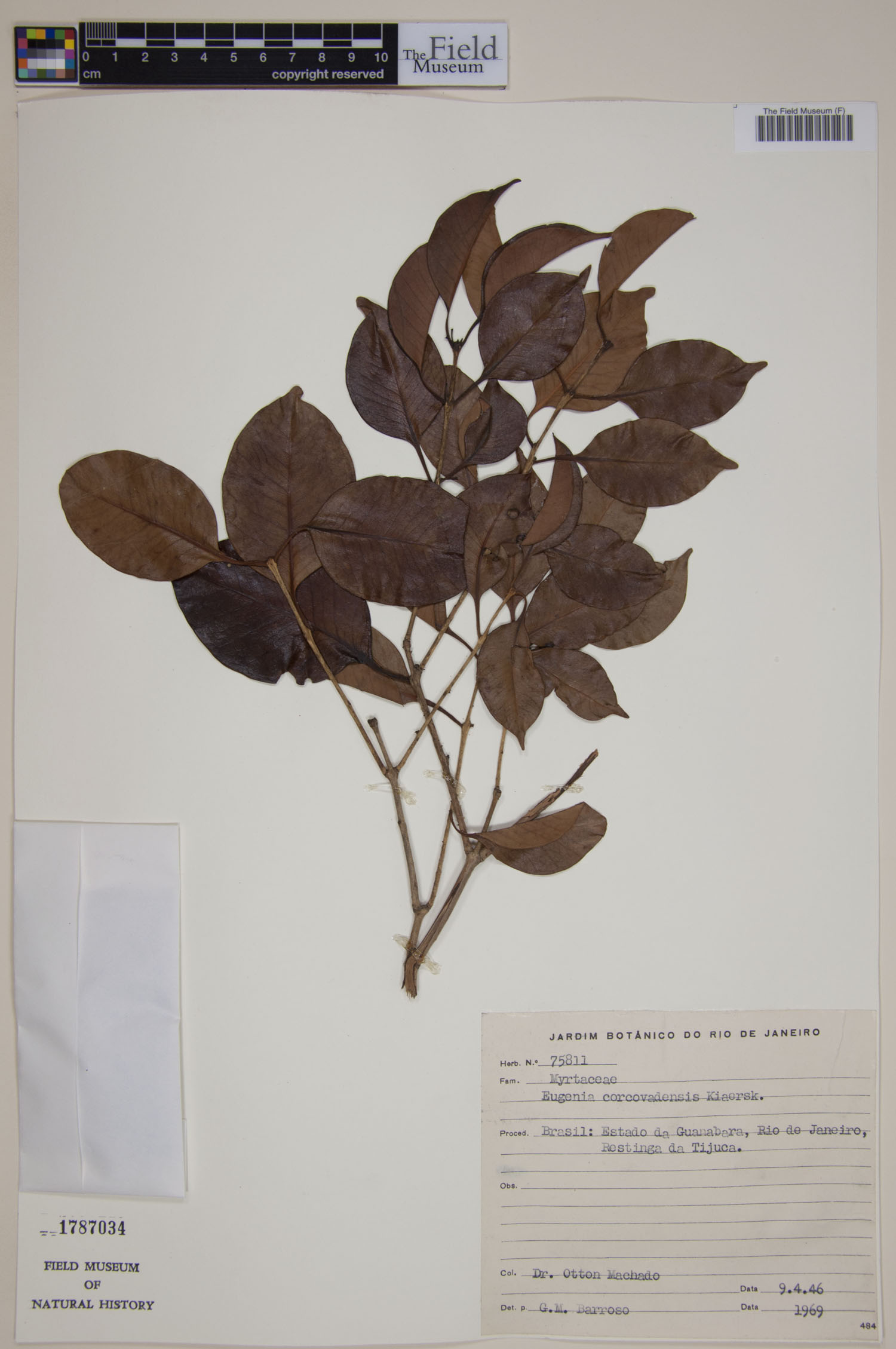 Eugenia corcovadensis image