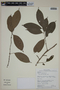 Eugenia coffeifolia image