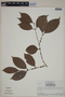 Eugenia coffeifolia image