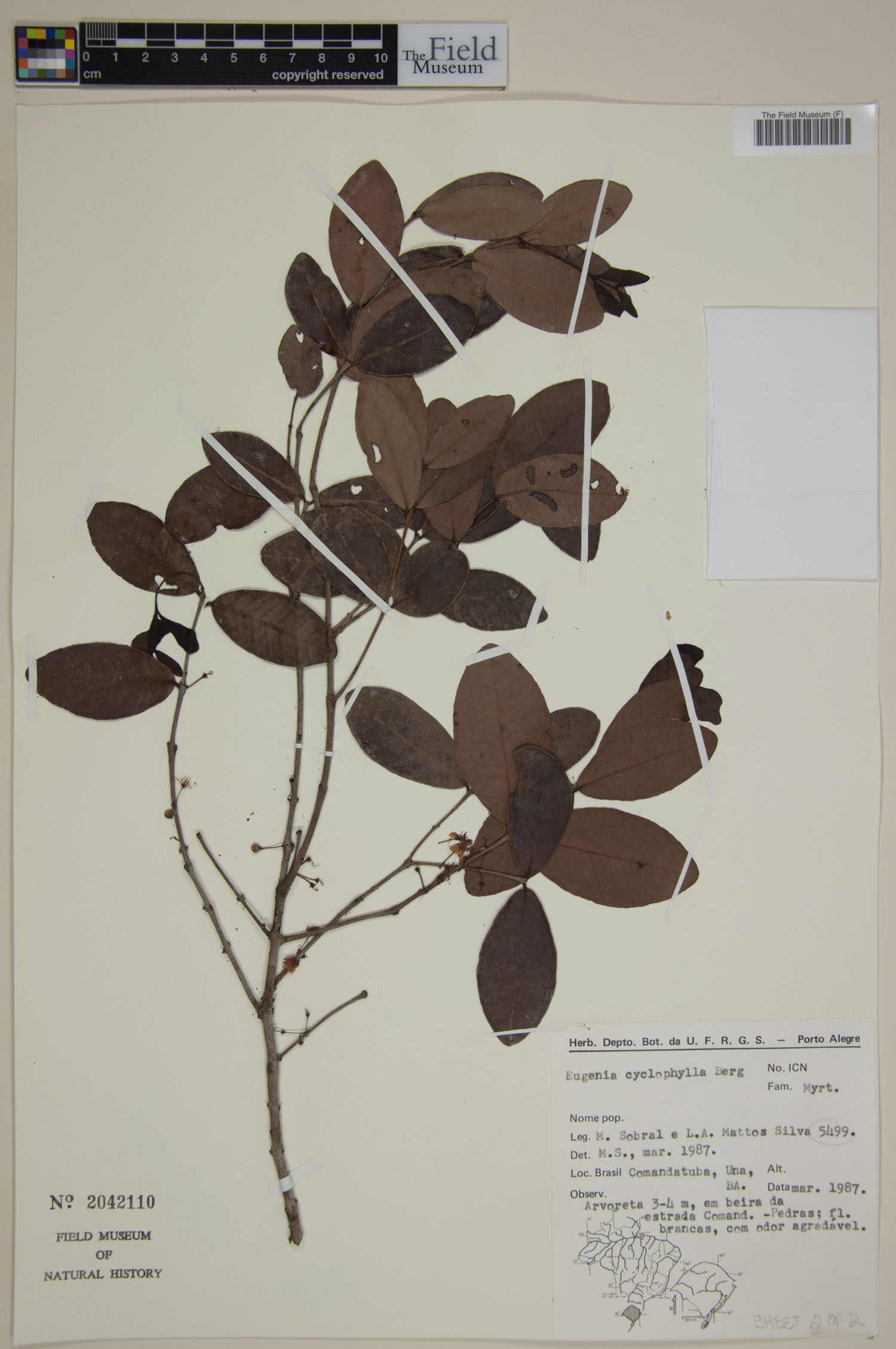 Eugenia cyclophylla image