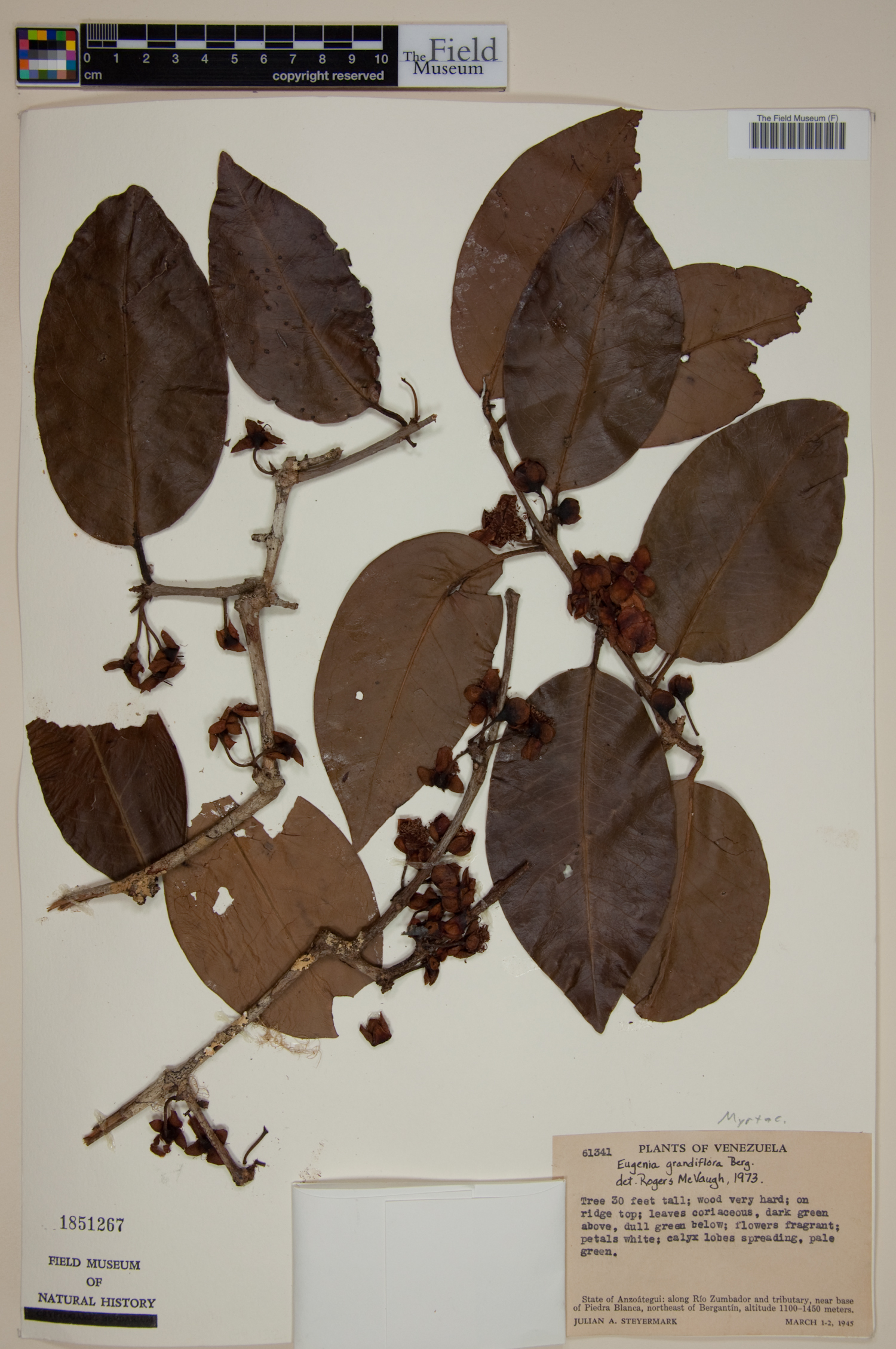 Eugenia grandiflora image