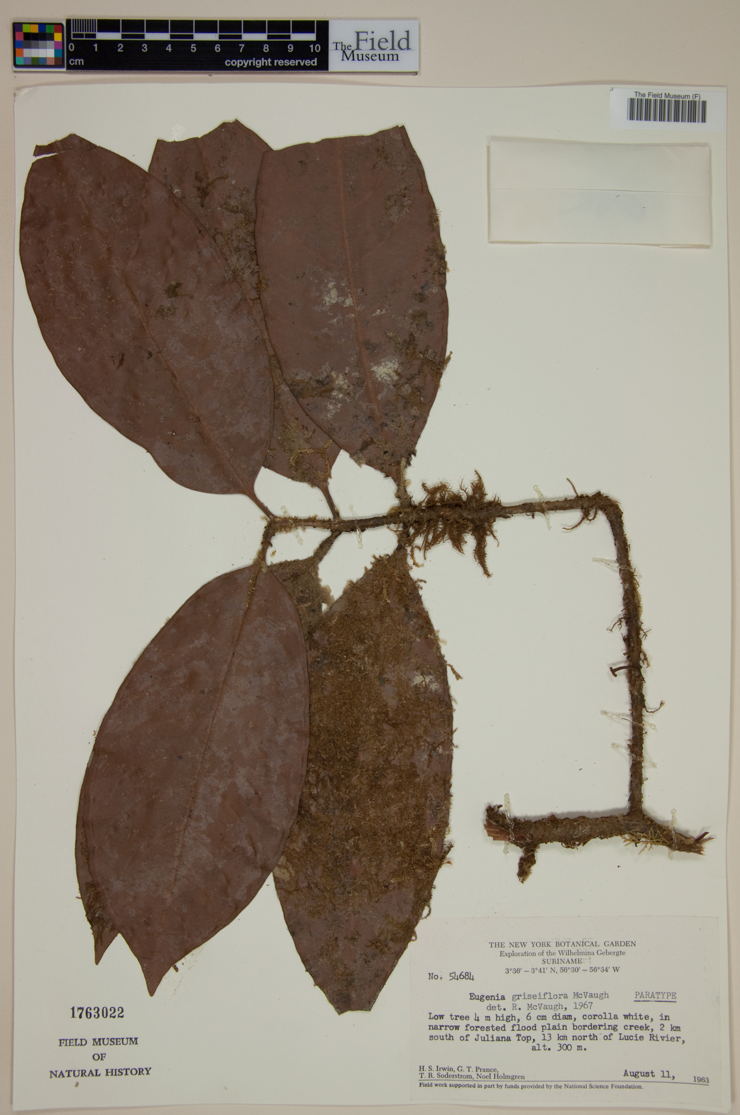 Eugenia griseiflora image