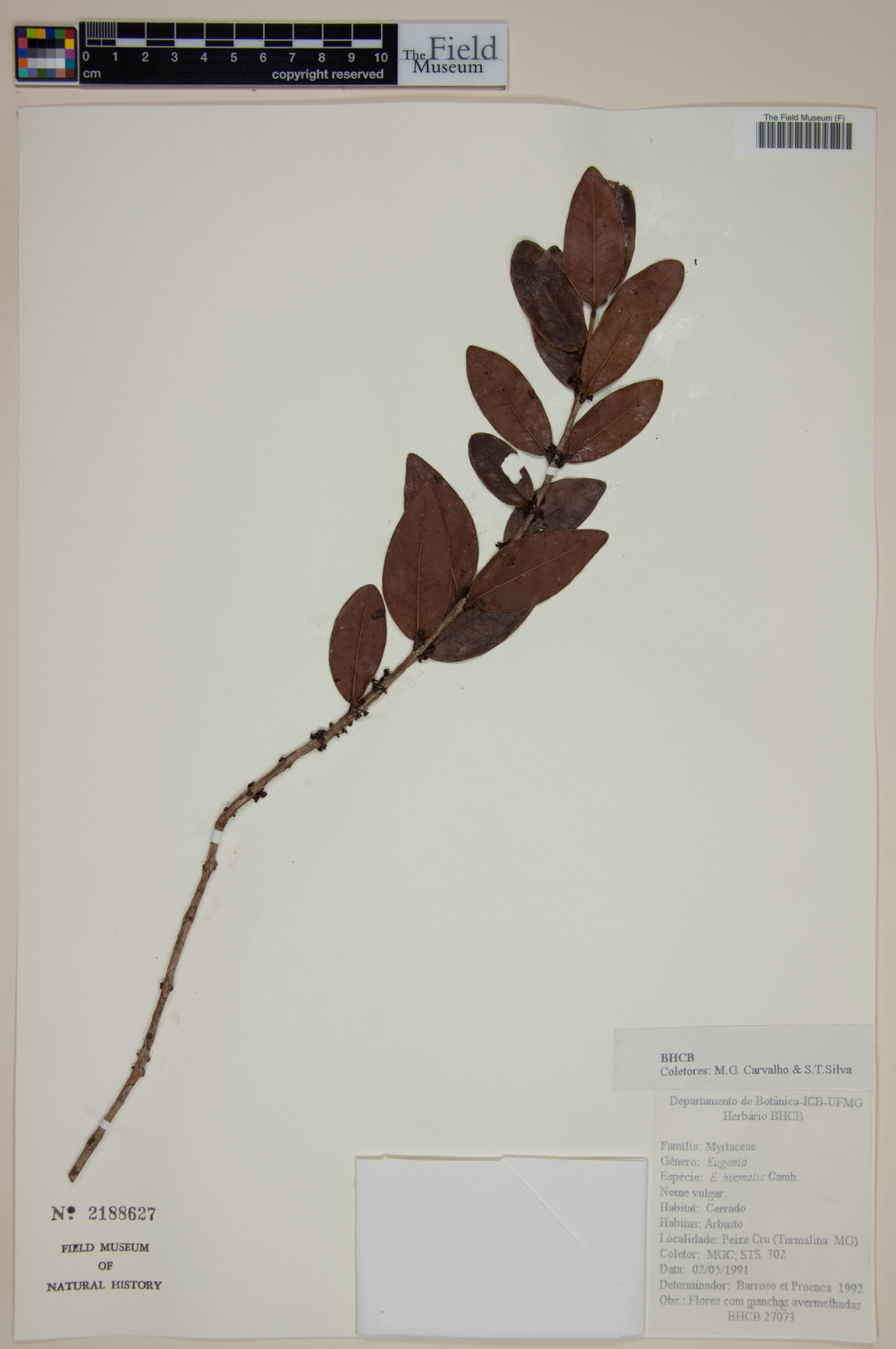 Eugenia hyemalis image