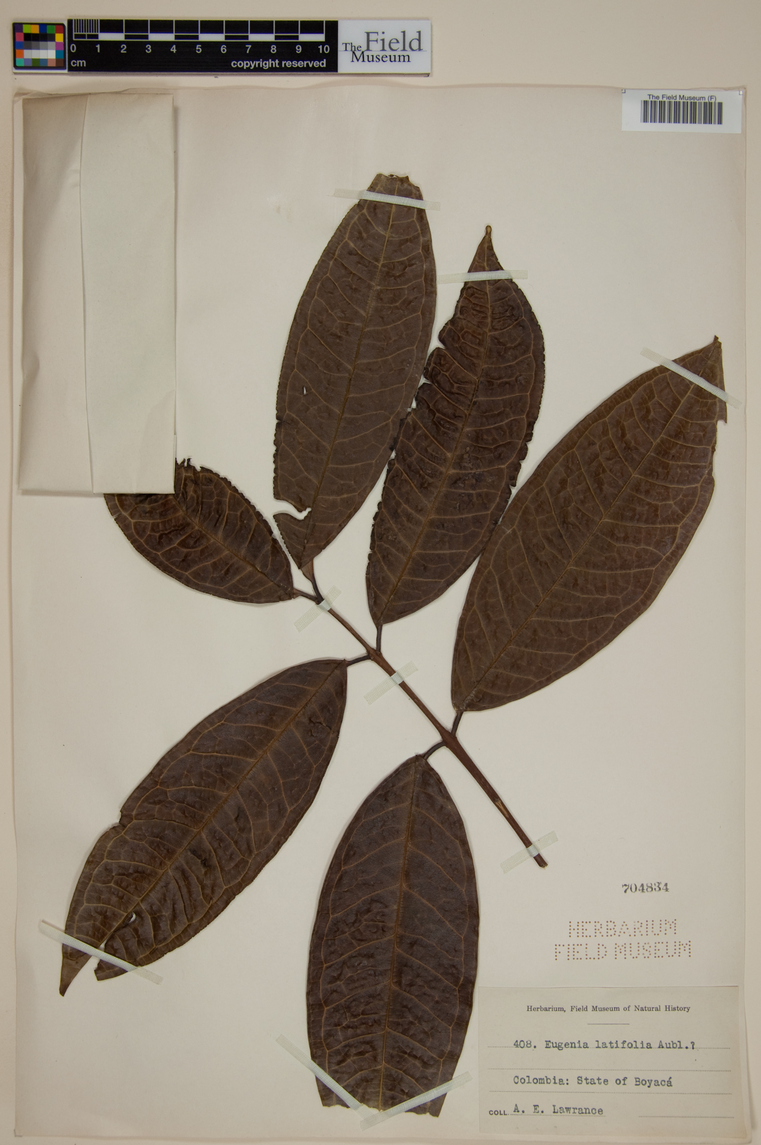 Eugenia latifolia image