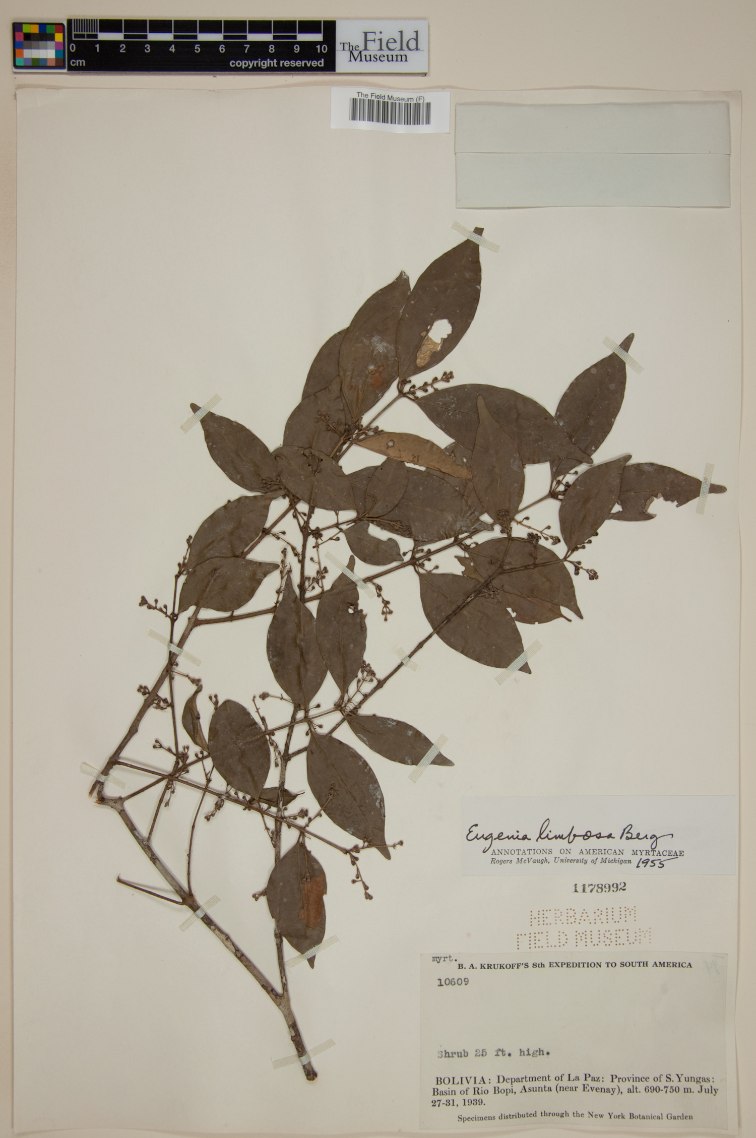 Eugenia limbosa image