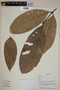 Eugenia marowynensis image