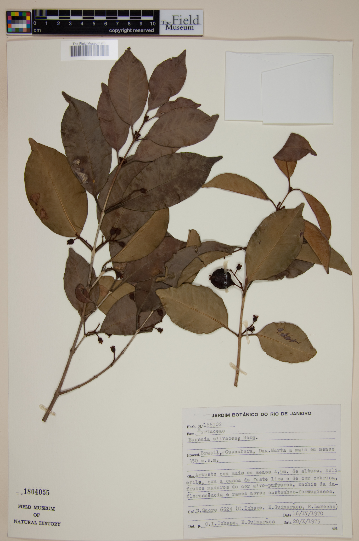 Eugenia olivacea image