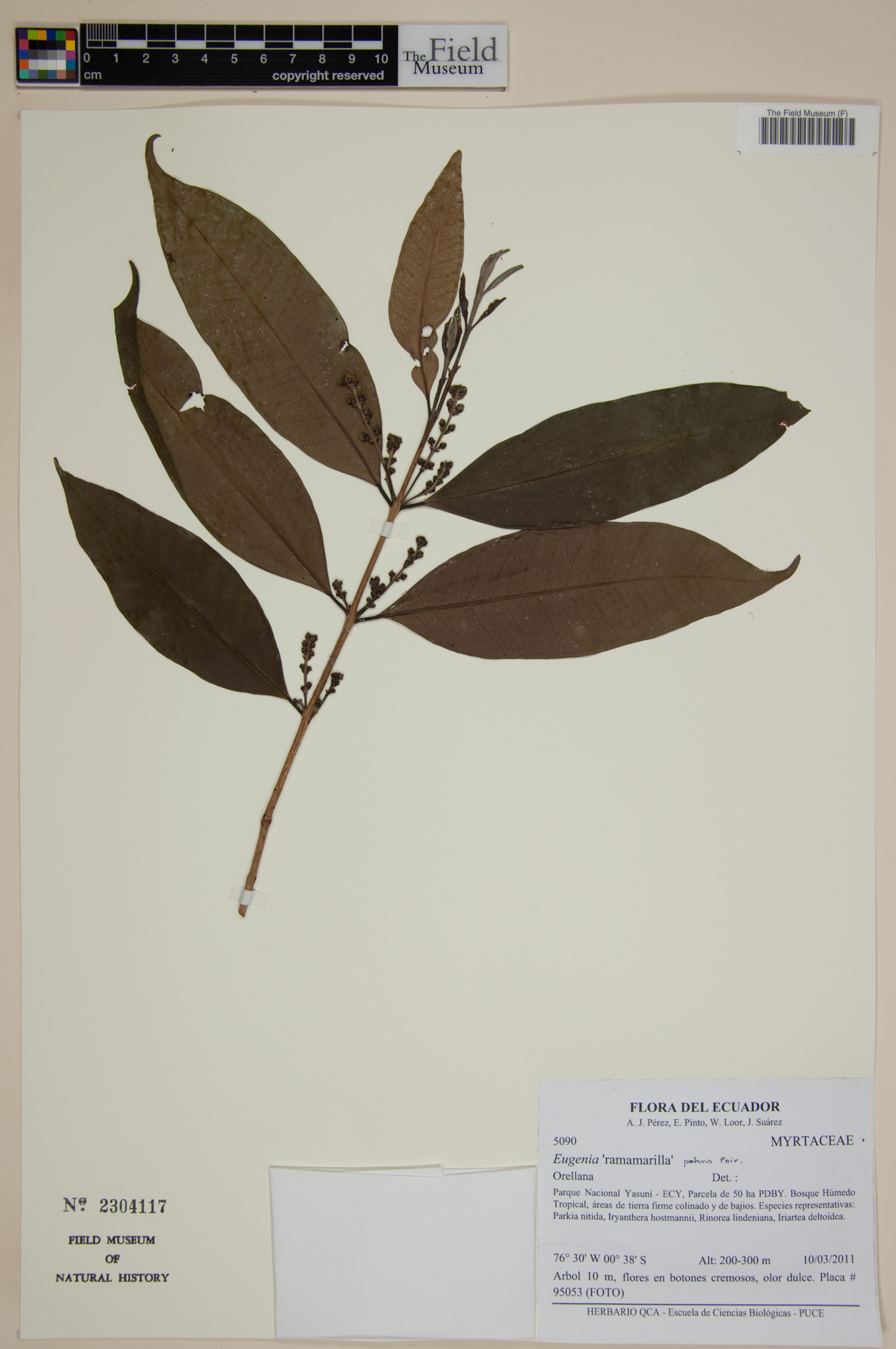 Eugenia patens image