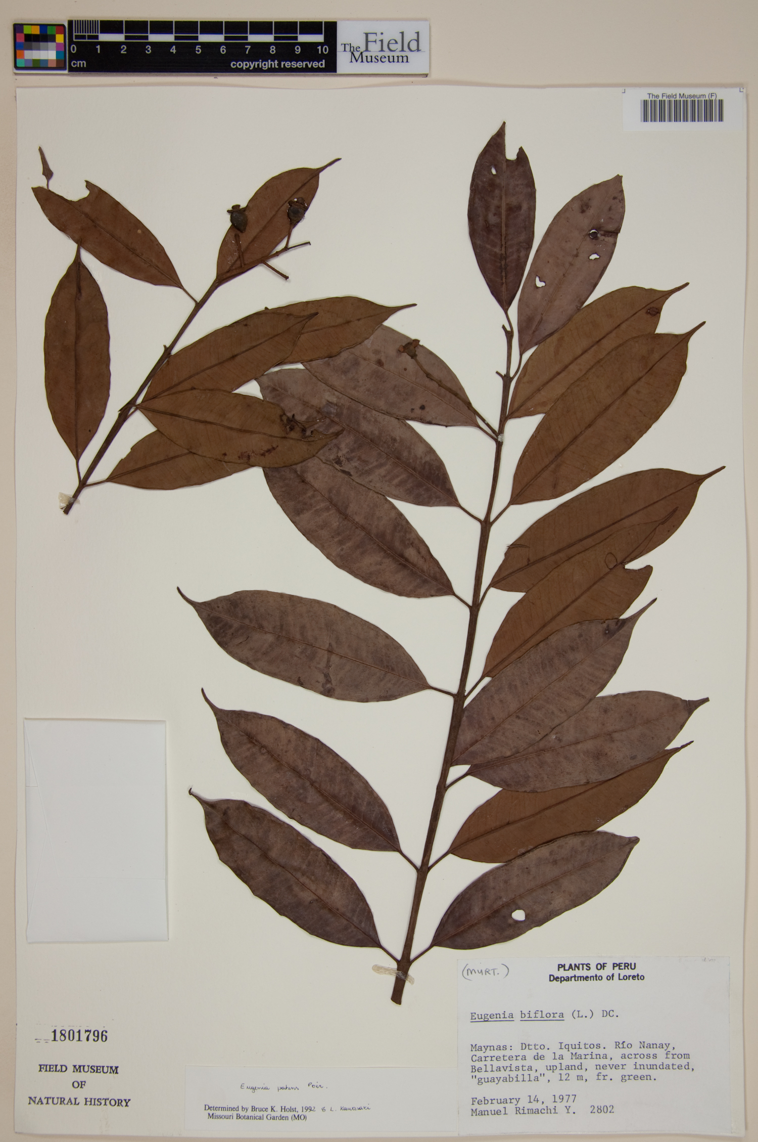Eugenia patens image