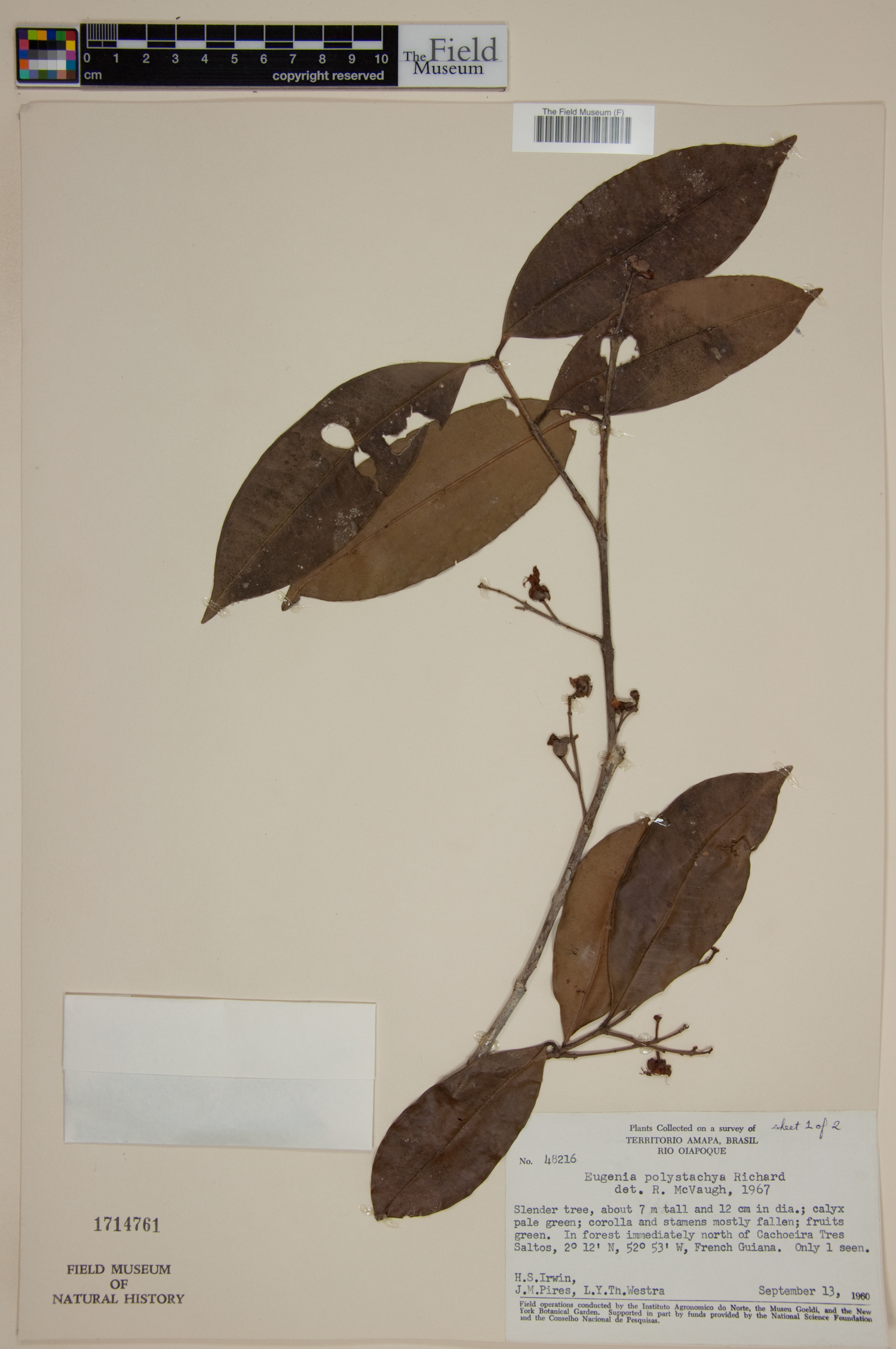 Eugenia polystachya image