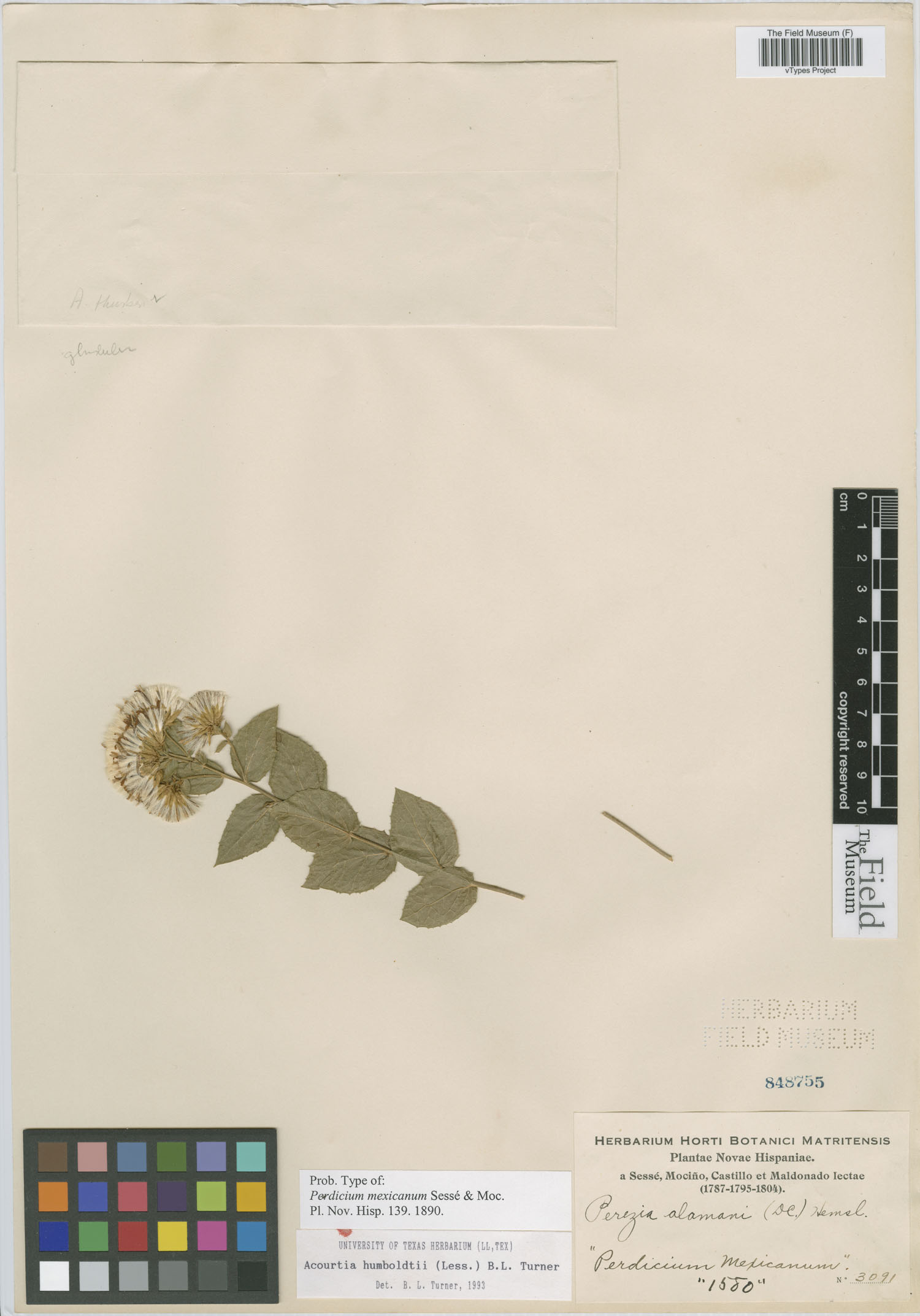 Acourtia reticulata image